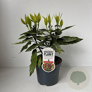 Aucuba jap. 'Variegata' 30-40 cm 3,5L