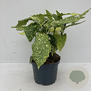 Aucuba jap. 'Variegata' 30-40 cm 3,5L