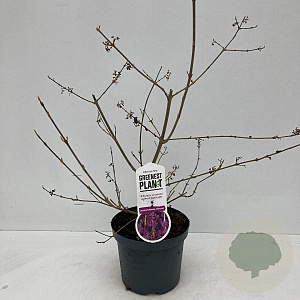 Callicarpa bod. 'Profusion' 45-50 cm 3,5L