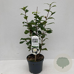 Camellia j. 'Brushfield's Yellow' 35-45 cm 3,5L
