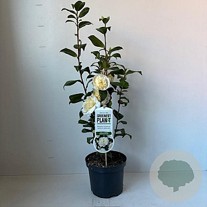Camellia j. 'Brushfield's Yellow' 35-45 cm 3,5L