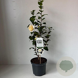 Camellia j. 'Brushfield's Yellow' 35-45 cm 3,5L