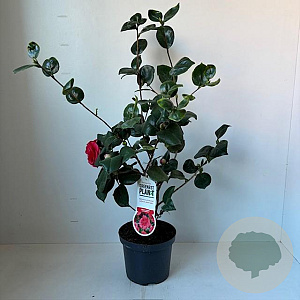 Camellia j. 'Lady Campbell' 40-45 cm 3,5L