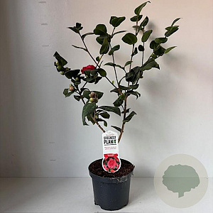 Camellia j. 'Lady Campbell' 40-45 cm 3,5L