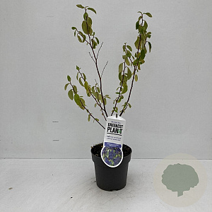Ceanothus del. 'Henri Défossé' 30-40 cm P17