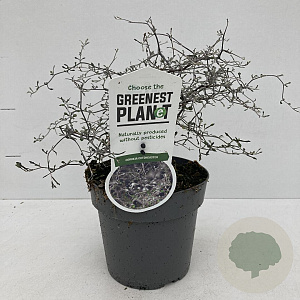 Corokia cotoneaster 20-25 cm P17