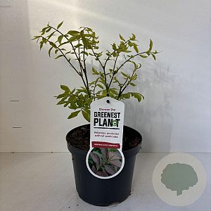 Euonymus alat. 'Compactus' 30-40 cm 3,5L