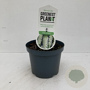 Eucomis autumnalis 5 cm 3,5L