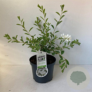 Exochorda 'The Bride' 30-40 cm 3,5L