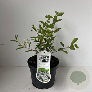 Exochorda 'The Bride' 30-40 cm 3,5L
