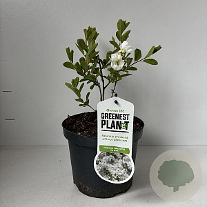 Exochorda 'The Bride' 30-40 cm 3,5L