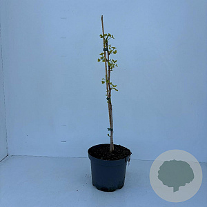 Ginkgo biloba 45-50 cm 3,5L