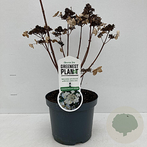 Hydrangea pan. 'Dharuma' 30-40 cm 3,5L