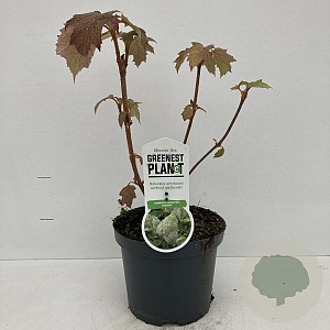 Hydrangea querc. 'Harmony' 20-25 cm 3,5L