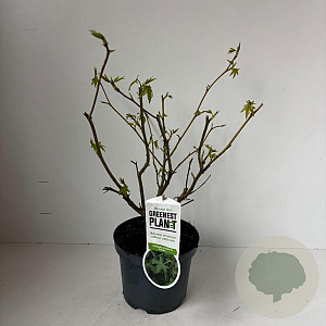 Liquidambar s. 'Gum Ball' 30-40 cm 3,5L