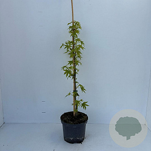 Liquidambar s. 'Worplesdon' 60-80 cm 3,5L