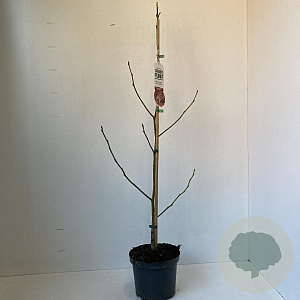 Liquidambar s. 'Worplesdon' 60-80 cm 3,5L