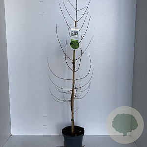 Metasequoia glyptostroboides 80-100 cm 3,5L