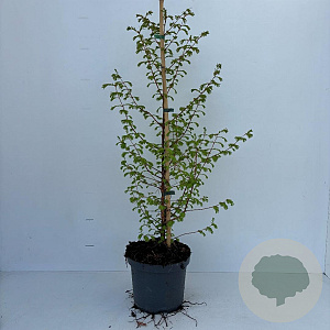 Metasequoia glyptostroboides 80-100 cm 3,5L