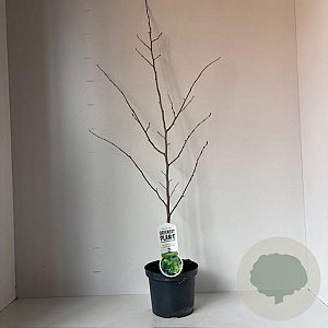 Parrotia persica 110-120 cm 3,5L