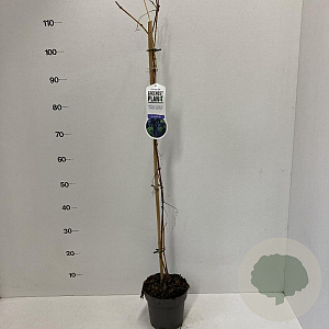 Vitis 'Boskoop Glory' 45-50 cm 2,0L