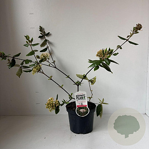 Viburnum burkwoodii 50-60 cm 3,5L