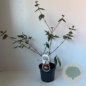 Viburnum burkwoodii 50-60 cm 3,5L