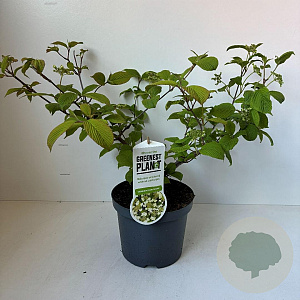 Viburnum plic. 'Cascade' 40-45 cm 3,5L