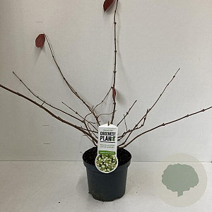 Viburnum plic. 'Cascade' 40-45 cm 3,5L