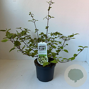 Viburnum plic. 'Cascade' 40-45 cm 3,5L