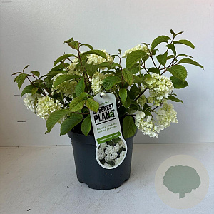 Viburnum plic. 'Newport' 20-30 cm 3,5L