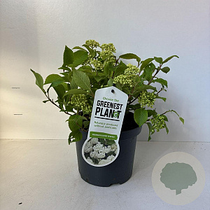 Viburnum plic. 'Newport' 20-30 cm 3,5L
