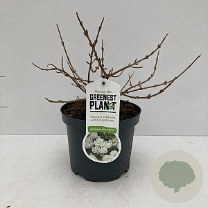 Viburnum plic. 'Newport' 20-30 cm 3,5L