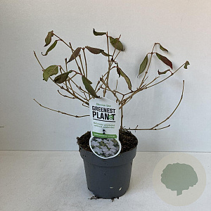 Viburnum plic. 'Watanabe' 25-35 cm 2,0L