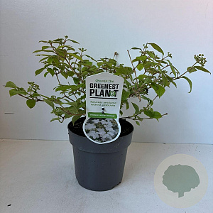Viburnum plic. 'Watanabe' 25-35 cm 2,0L