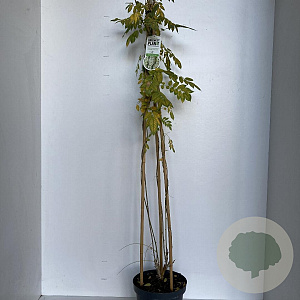 Wisteria sinensis 'Alba' 110-120 cm 7,5L piramide