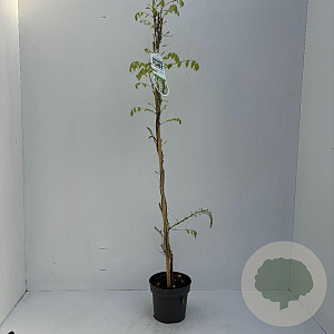 Wisteria sinensis 'Alba' 80-100 cm 2,0L