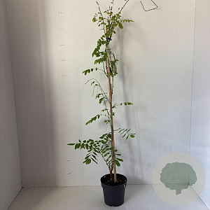 Wisteria sinensis 'Alba' 80-100 cm 2,0L