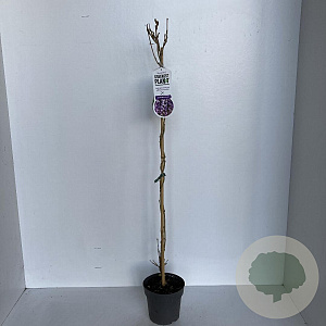 Wisteria sinensis 'Prolific' 80-100 cm 2,0L