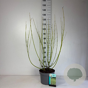 Cornus sericea 'Flaviramea' 80-100 cm 10L