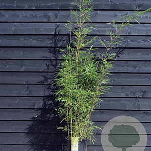 Fargesia robusta 'Campbell' 150-175 cm 15L