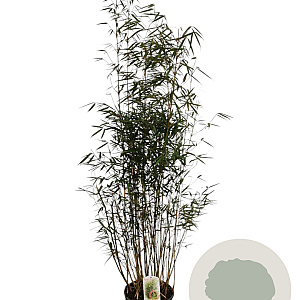 Fargesia robusta 'Campbell' 150-175 cm 15L