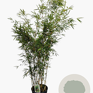 Fargesia robusta 'Campbell' 150-175 cm 15L