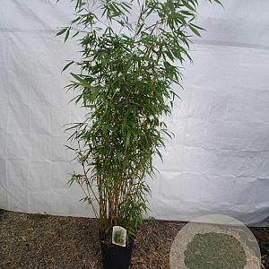 Fargesia robusta 'Pingwu' 175-200 cm 15L