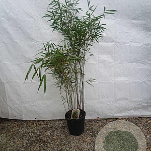 Fargesia scabrida 'Asian Wonder' 175-200 cm 15L
