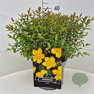 Hypericum 'Hidcote' 30-40 cm 10L