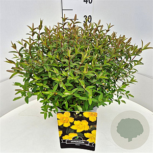 Hypericum 'Hidcote' 30-40 cm 10L