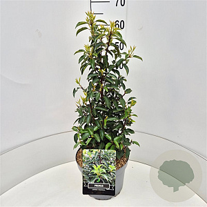 Prunus l. 'Angustifolia' 60 cm 10L