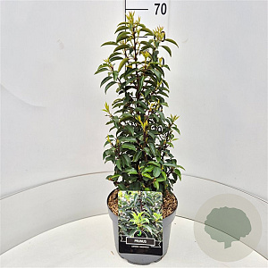 Prunus l. 'Angustifolia' 60 cm 10L