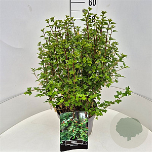 Ribes alpinum 'Schmidt' 40-50 cm 10L